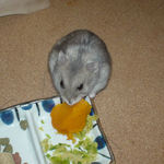 カボチャを食べるコーキ