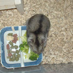 ブロッコリーを食べるユウキ