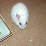 ブロッコリーを食べるアイ