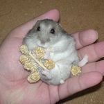 粟の穂で腹出し食いのコーキ