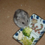 ブロッコリーを食べるコーキ