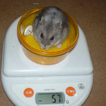 コーキも体重増加