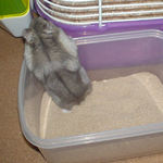 砂場から出るコーキ