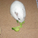 ブロッコリーを食べるアイ