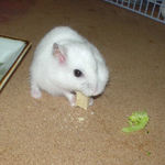 高野豆腐を食べるアイ