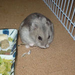 煮干を食べるコーキ