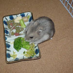 ブロッコリーを食べるコーキ