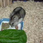 乾燥イチゴを食べるユウキ