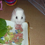 乾燥イチゴを食べるアイ