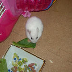 小松菜を食べるアイ