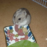 乾燥イチゴを食べるコーキ