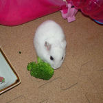 ブロッコリーを食べるアイ