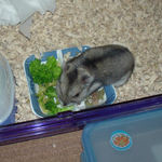 ブロッコリーを食べるユウキ