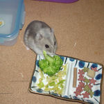 ブロッコリーを食べるコーキ