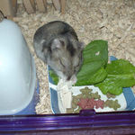 鶏ささみを食べるユウキ