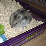 バナナチップを食べるユウキ