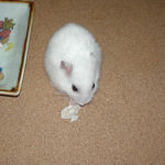 蒸鶏ささみを食べるアイ