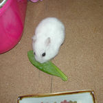 小松菜を食べるアイ