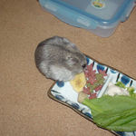 バナナチップを食べるコーキ