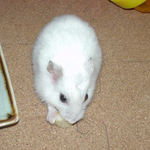 チーズを食べるアイ