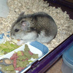 チーズを食べるユウキ