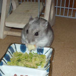 チーズを食べるコーキです。