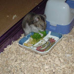 ブロッコリーを食べるユウキ