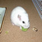 ブロッコリーを食べるアイ