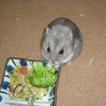 ブロッコリーを食べるコーキ