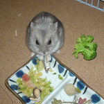 煮干を食べるコーキ