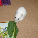 小松菜を食べるアイ