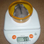 コーキも体重減少