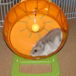 回し車を回すコーキ