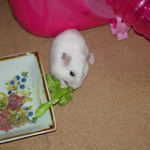 ブロッコリーを食べるアイ