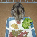 乾燥いちごに食いつくユウキ