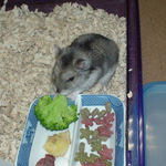 ブロッコリーを食べるユウキ