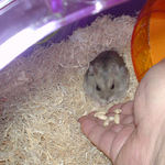 コメコメポップを受け取るコーキ