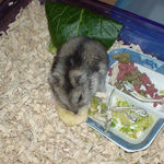 バナナチップを食べるユウキ