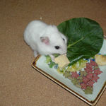 高野豆腐を食べるアイ