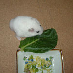 小松菜を食べるアイ