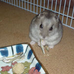 煮干に食いついているコーキ