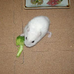 ブロッコリーを食べるアイ