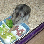 ミートジャーキーを食べるユウキ