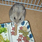 ミートジャーキーを食べるコーキ