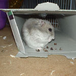 蕎麦の実の殻を剥いているコーキ