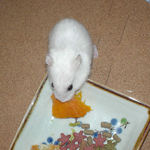 かぼちゃに食いつくアイ