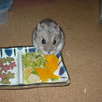 カボチャに食いつくコーキ