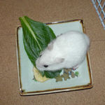 小松菜に食いついているアイ