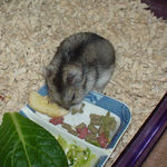 バナナチップに食いつくユウキ