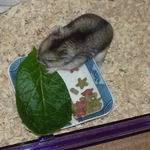 小松菜を食べるユウキ